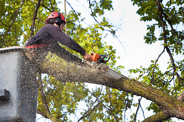 Best Root Management and Removal  in High Springs, FL